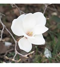 妻の作った　白木蓮　マグノリア　陶芸 Amazon.co.jp: モクレン スノーホワイト 6号 1個売り【品種で選べる